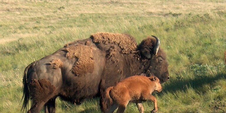 The Department Of The Interior Is Promoting American Bison Conservation